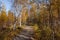 Autumn soft landsÃ‘Âape with forest in green, yellow and brown colors. Trees of birch, larch, spruce, fir, pine and cedar